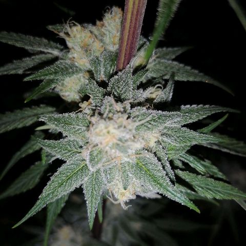 Mother gorilla RQS growlog timeline photo