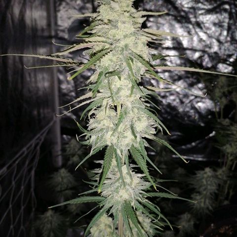 Special kusk #1 growlog timeline photo