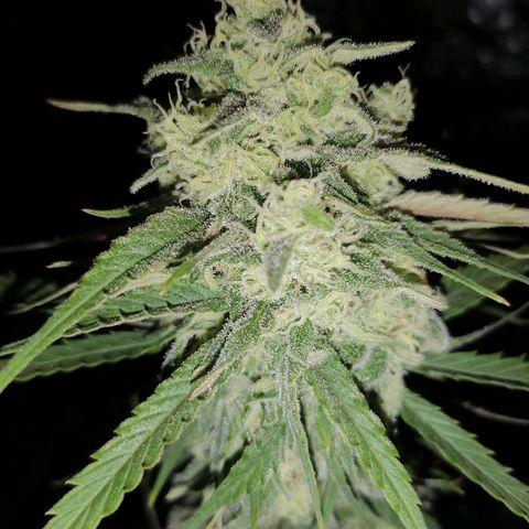 Special kusk #1 growlog timeline photo