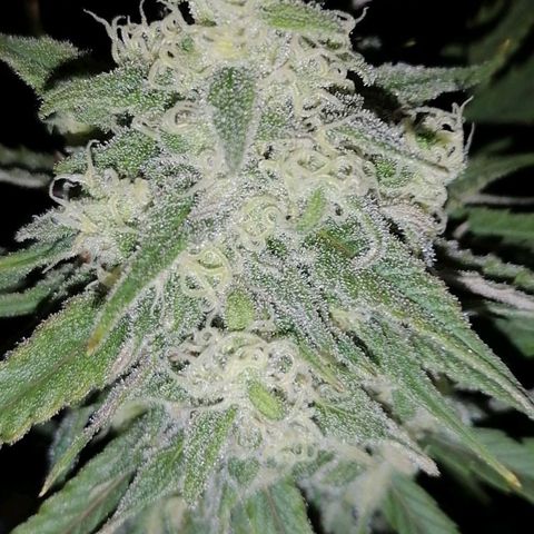 Special kusk #1 growlog timeline photo