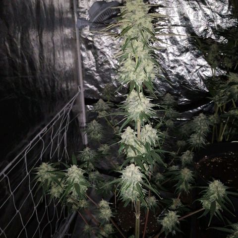 Special kusk #1 growlog timeline photo