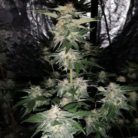 Grandmommy purple growlog timeline photo