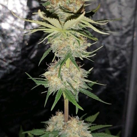Grandmommy purple growlog timeline photo