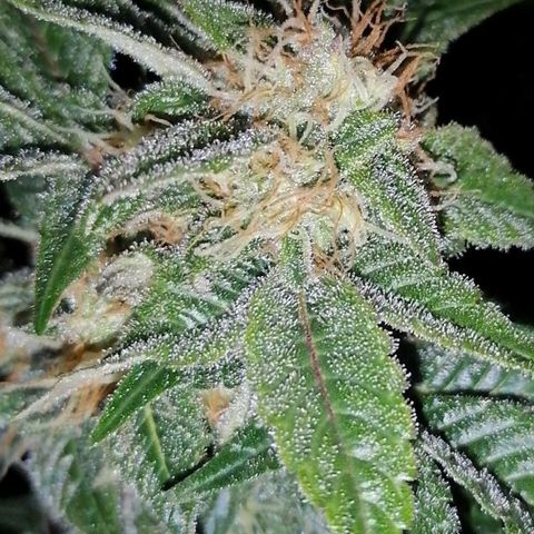 Grandmommy purple growlog timeline photo