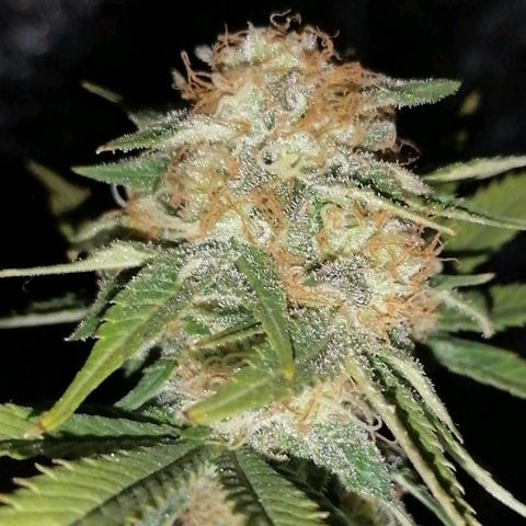 Grandmommy purple growlog timeline photo