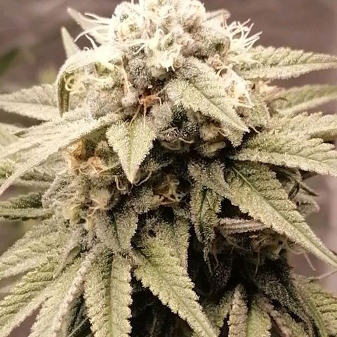 Mother gorilla RQS growlog timeline photo