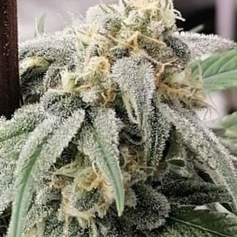 Mother gorilla RQS growlog timeline photo