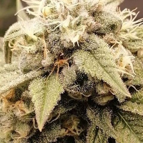 Mother gorilla RQS growlog timeline photo