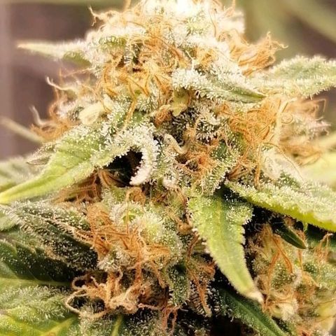 Grandmommy purple growlog timeline photo