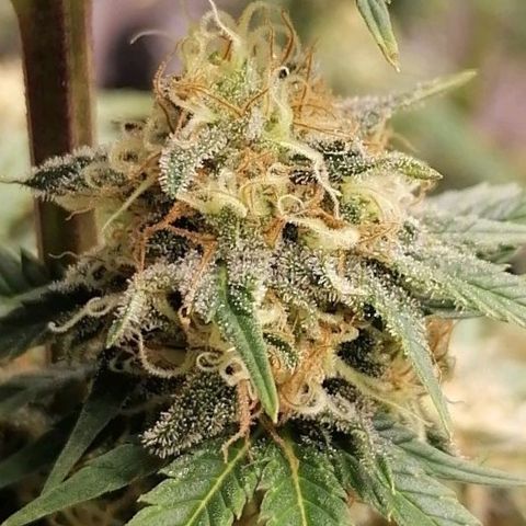 Grandmommy purple growlog timeline photo
