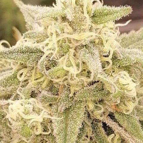 Special kusk #1 growlog timeline photo