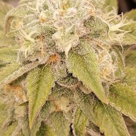 Mother gorilla RQS growlog timeline photo