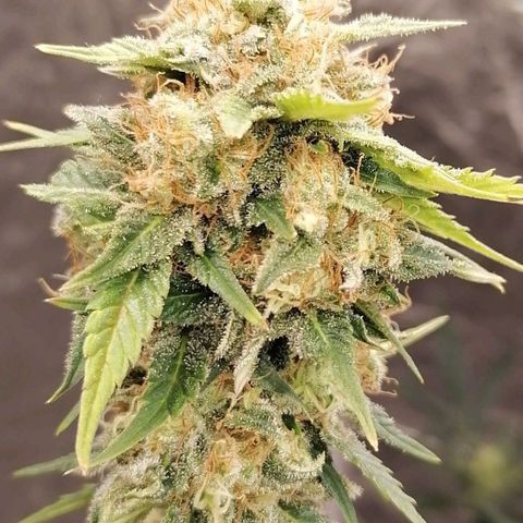 Grandmommy purple growlog timeline photo