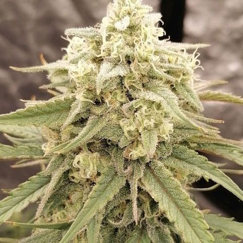 Special kusk #1 growlog timeline photo