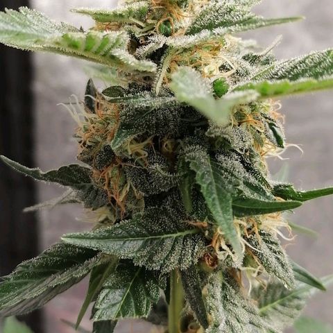 Grandmommy purple growlog timeline photo