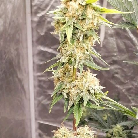 Grandmommy purple growlog timeline photo