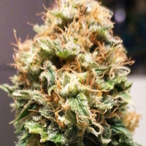 Grandmommy purple growlog timeline photo