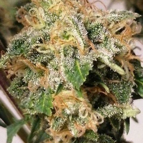 Grandmommy purple growlog timeline photo