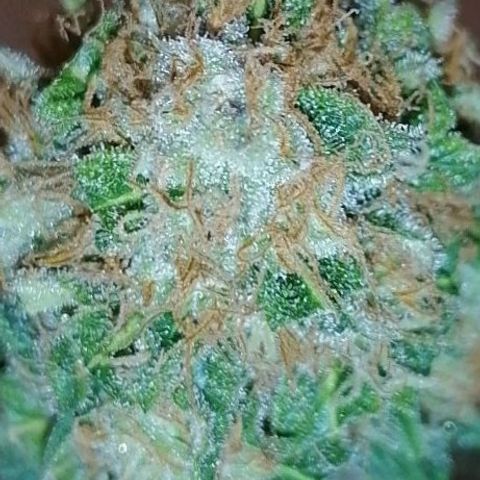 Grandmommy purple growlog timeline photo