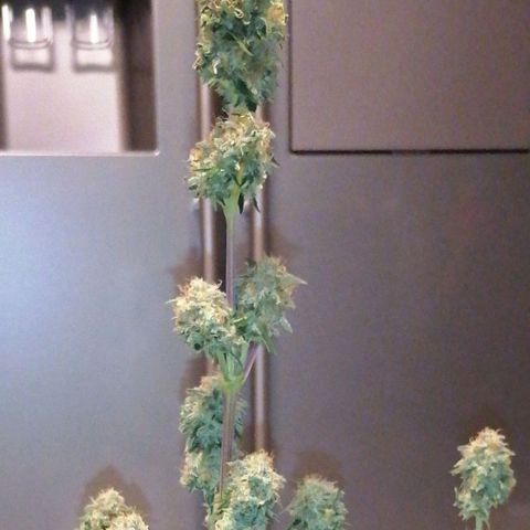 Grandmommy purple growlog timeline photo