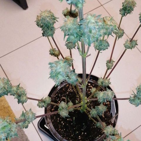Grandmommy purple growlog timeline photo