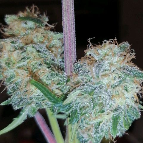 Grandmommy purple growlog timeline photo