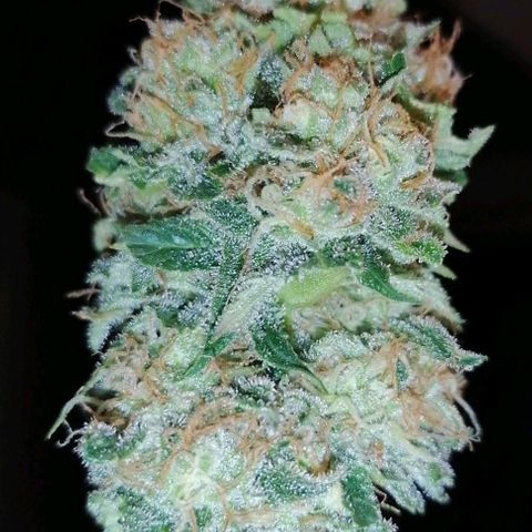 Grandmommy purple growlog timeline photo