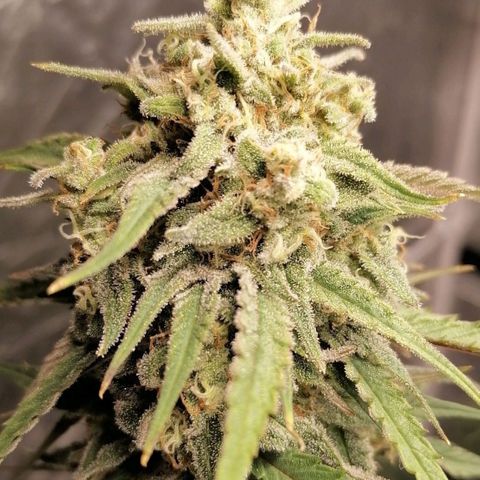Special kusk #1 growlog timeline photo