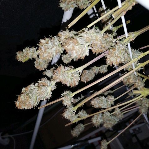 Grandmommy purple growlog photo: Drying