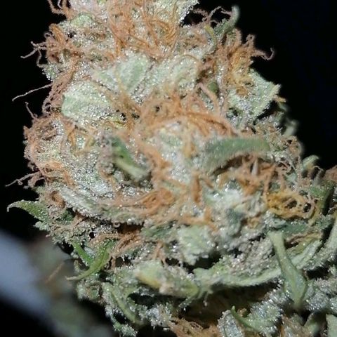 Grandmommy purple growlog photo: Main cola
