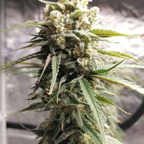 Special kusk #1 growlog timeline photo