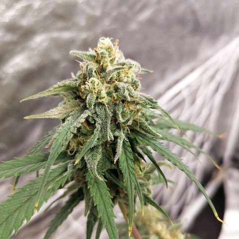 Special kusk #1 growlog timeline photo