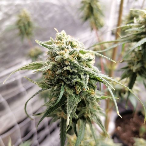 Special kusk #1 growlog timeline photo