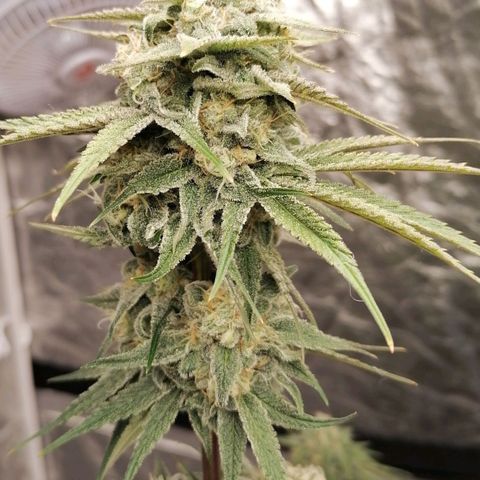 Mother gorilla RQS growlog timeline photo