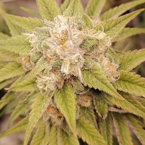 Mother gorilla RQS growlog timeline photo