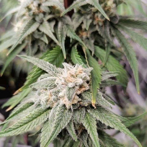 Mother gorilla RQS growlog timeline photo