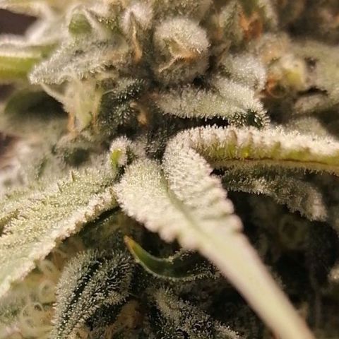 Mother gorilla RQS growlog timeline photo