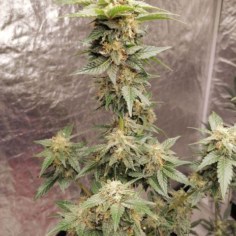 Grandmommy purple growlog photo: 45 hight