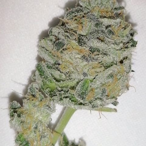 Mother gorilla RQS growlog timeline photo