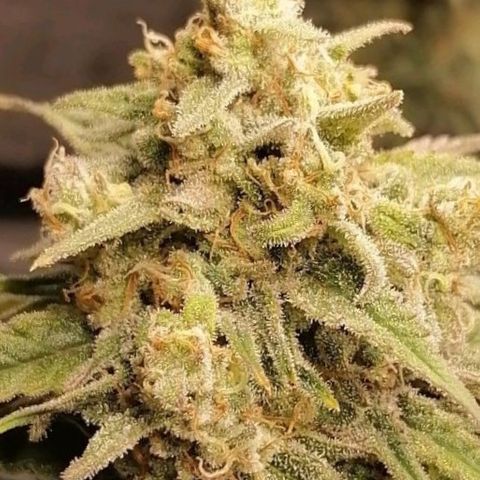 Special kusk #1 growlog timeline photo
