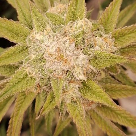 Mother gorilla RQS growlog timeline photo