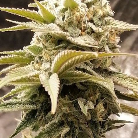 Mother gorilla RQS growlog timeline photo