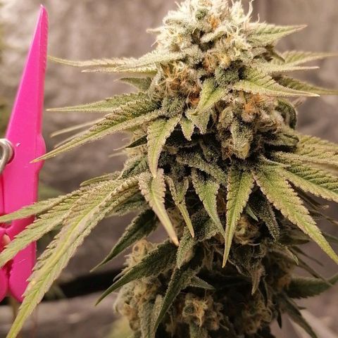 Mother gorilla RQS growlog timeline photo