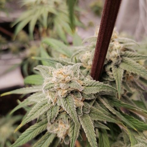 Mother gorilla RQS growlog timeline photo