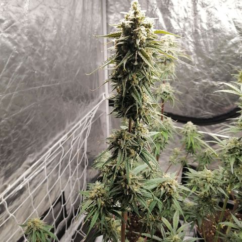 Special kusk #1 growlog timeline photo