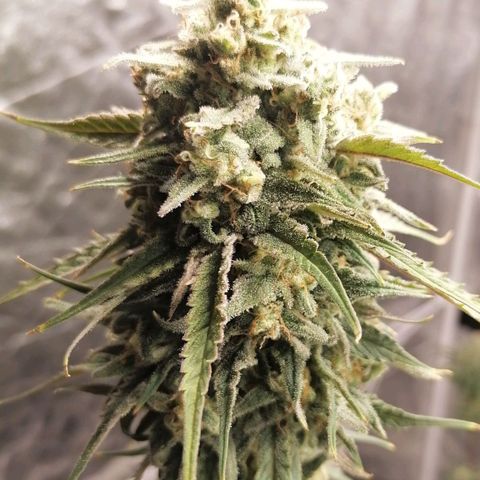 Special kusk #1 growlog timeline photo
