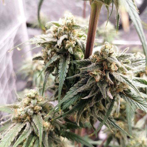 Special kusk #1 growlog timeline photo