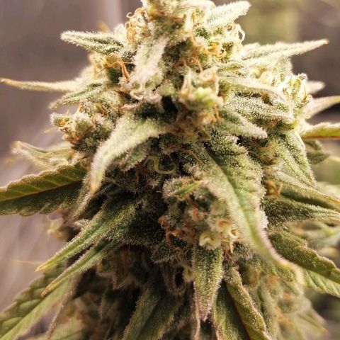 Special kusk #1 growlog timeline photo
