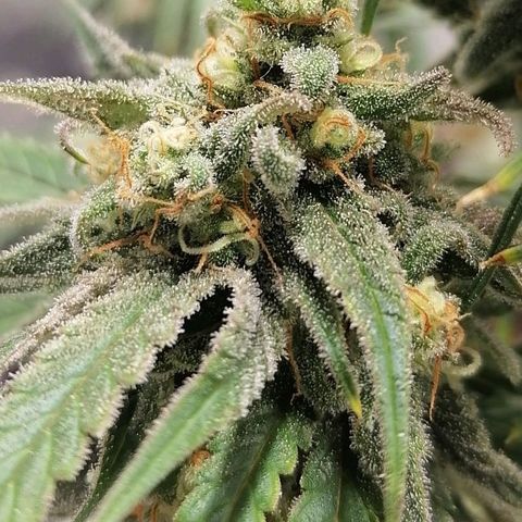 Special kusk #1 growlog timeline photo