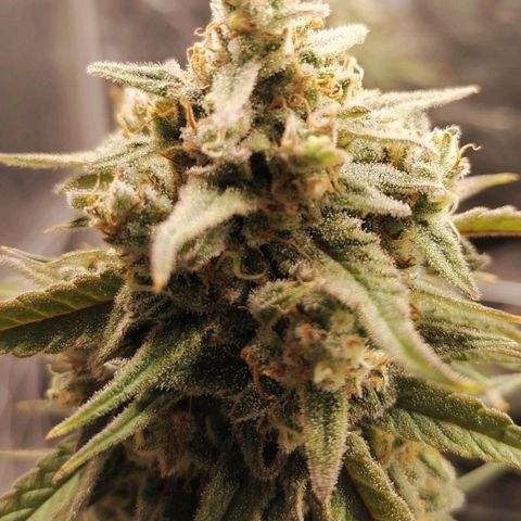Special kusk #1 growlog timeline photo